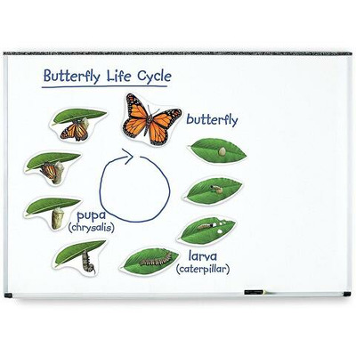 Ciclul vietii fluturelui - set magnetic