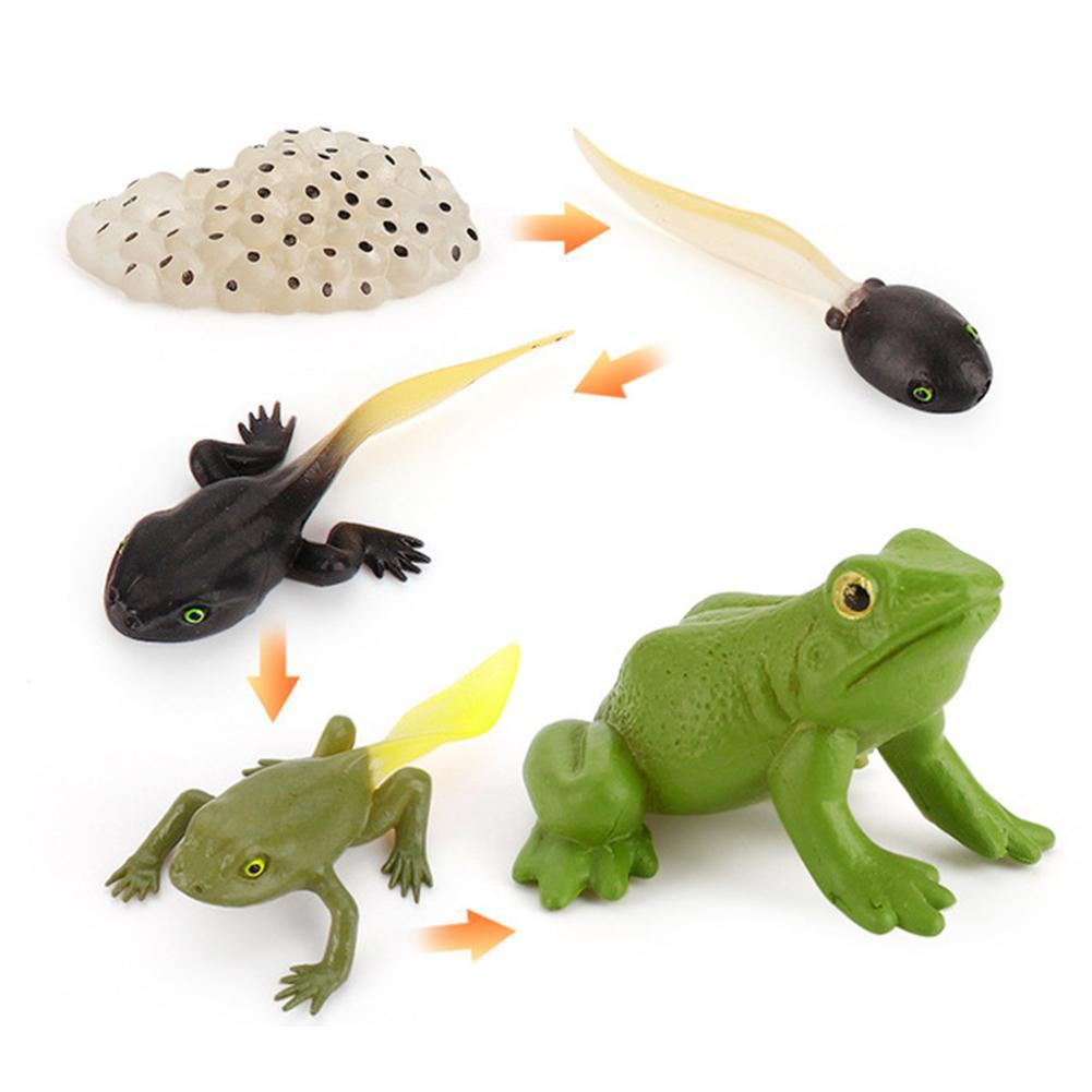 Ciclul vietii la broasca set 5 figurine educative