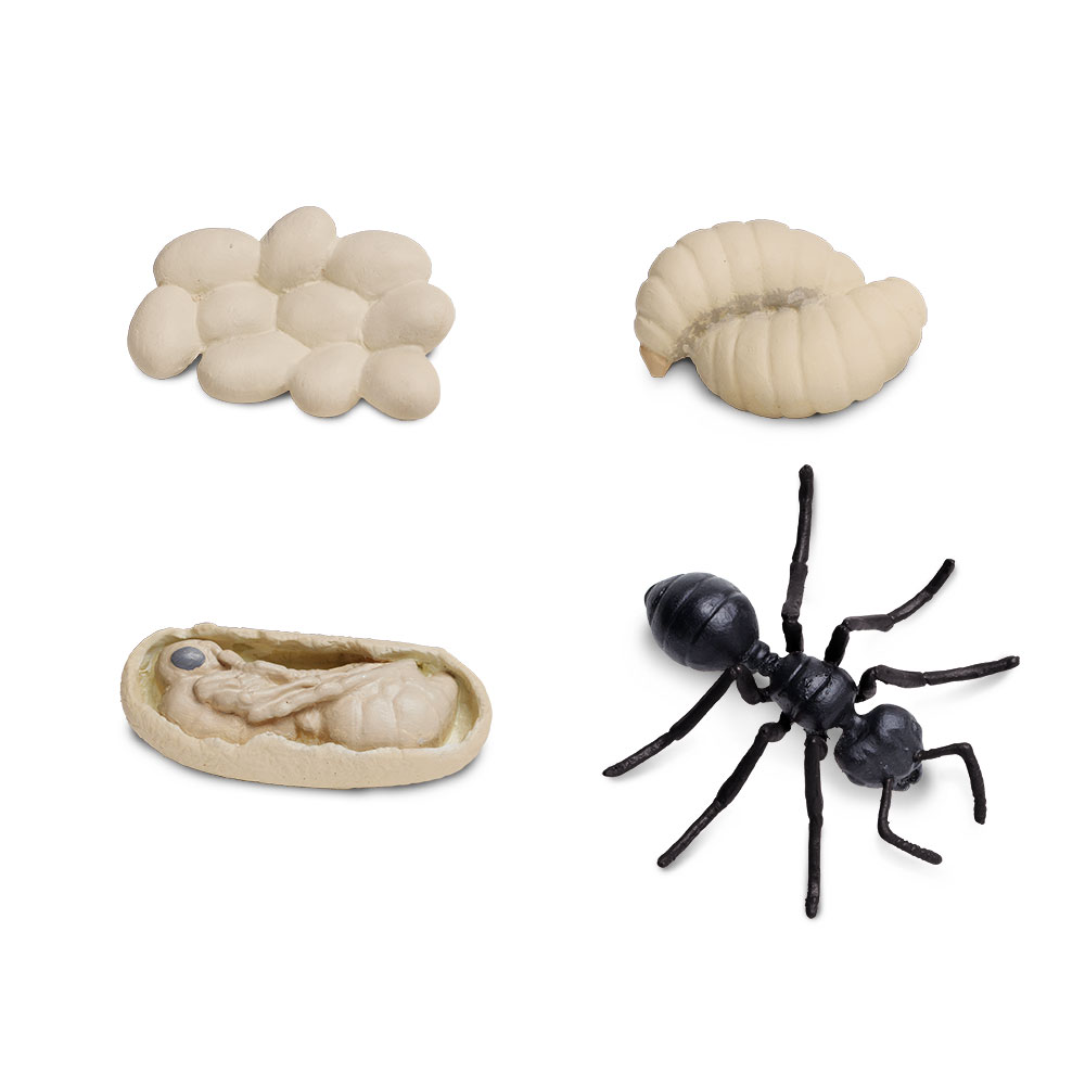 Ciclul vietii la furnici set figurine educative