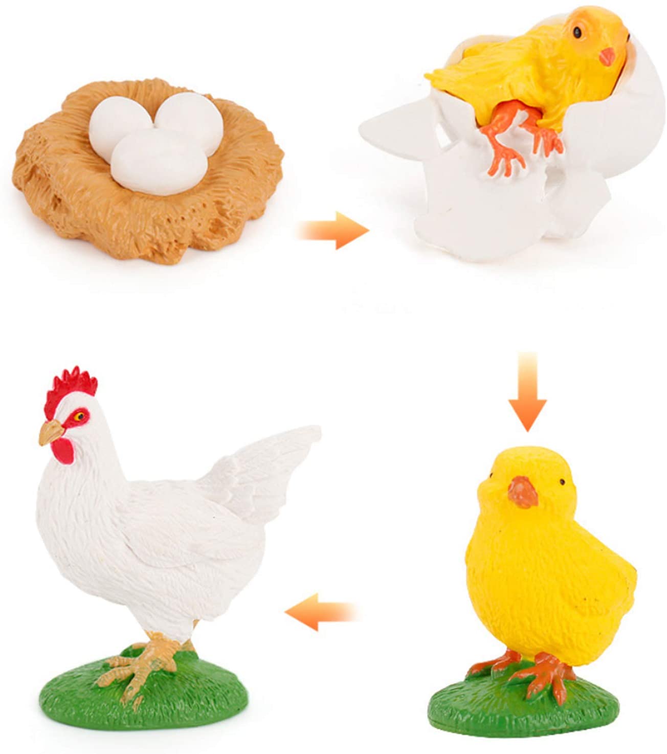 Ciclul vietii la puiul de gaina set 4 figurine educative
