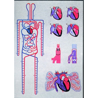 Circulatia sistemica si pulmonara. Fara sipci