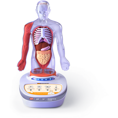 Descopera corpul uman - Enciclopedie Interactiva STEAM