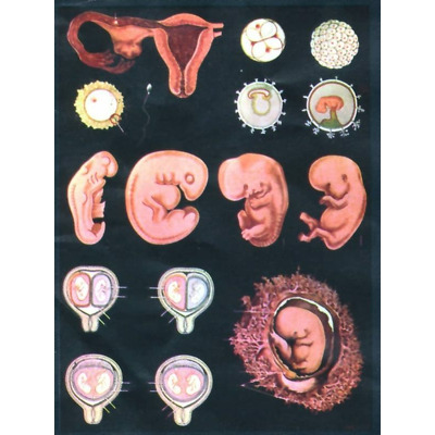 Dezvoltarea embrionara, de la fecundatie pana la luna a sasea. Cu sipci
