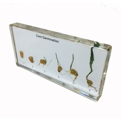 Germinatia porumbului