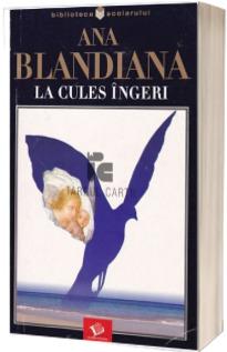 La cules de ingeri