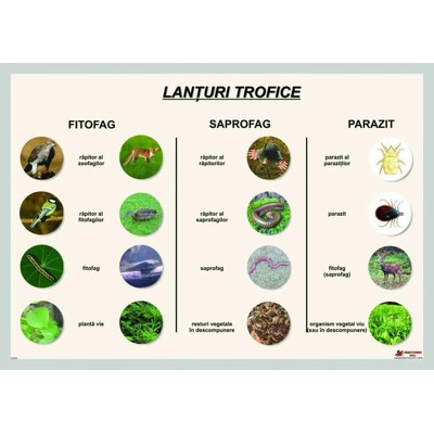 Lanturi trofice