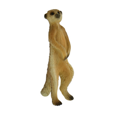 Meerkat