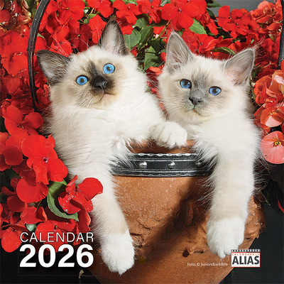 Mini calendar de perete 2026 cu 24 file. Pisici