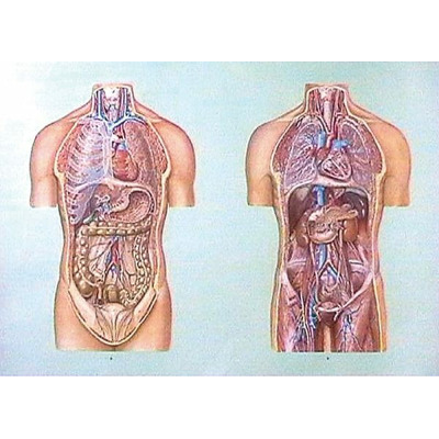 Organele cavitatii toracice si abdominale I. Cu sipci