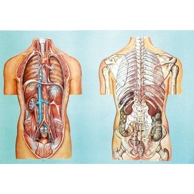 Organele cavitatii toracice si abdominale II. Cu sipci