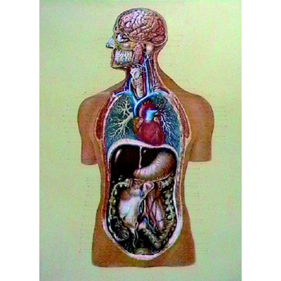 Organele interne. Fara sipci