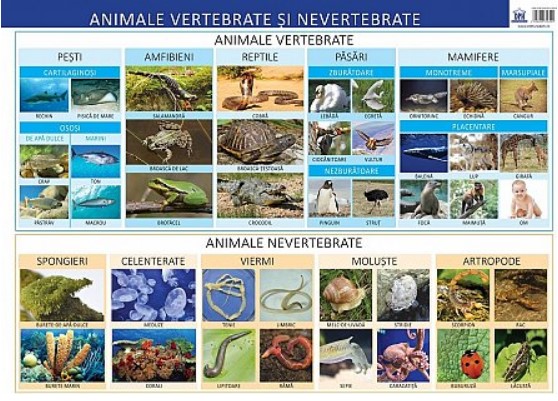 Plansa - Animale vertebrate si nevertebrate