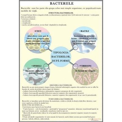 Plansa bacterii