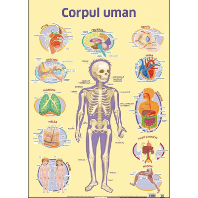 Plansa - Corpul uman