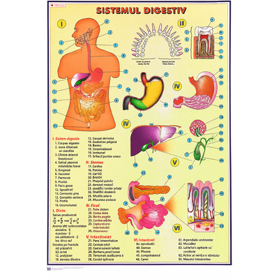 Plansa SISTEMUL DIGESTIV (Dimensiuni 810 x 1000 mm)