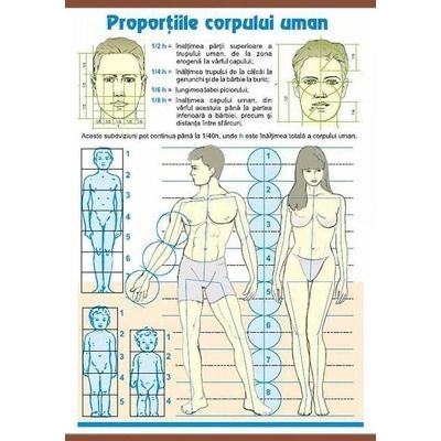 Proportiile corpului uman - Contrastele cromatice. Plansa murala