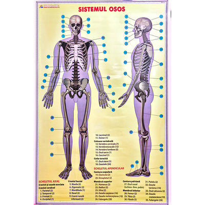 Schelet - Sistemul muscular. Plansa DUO.