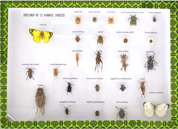 Set 25 specimene ale insectelor daunatoare