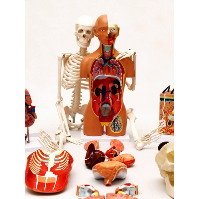 Set Modele Anatomie