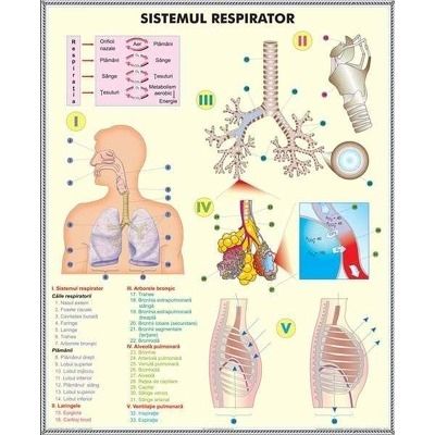 Sistemul respirator - Celula eucaroita. Plansa DUO.