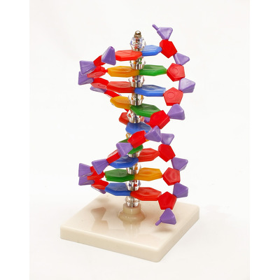 Spirala ADN