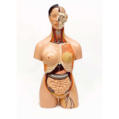 Tors uman 85 cm